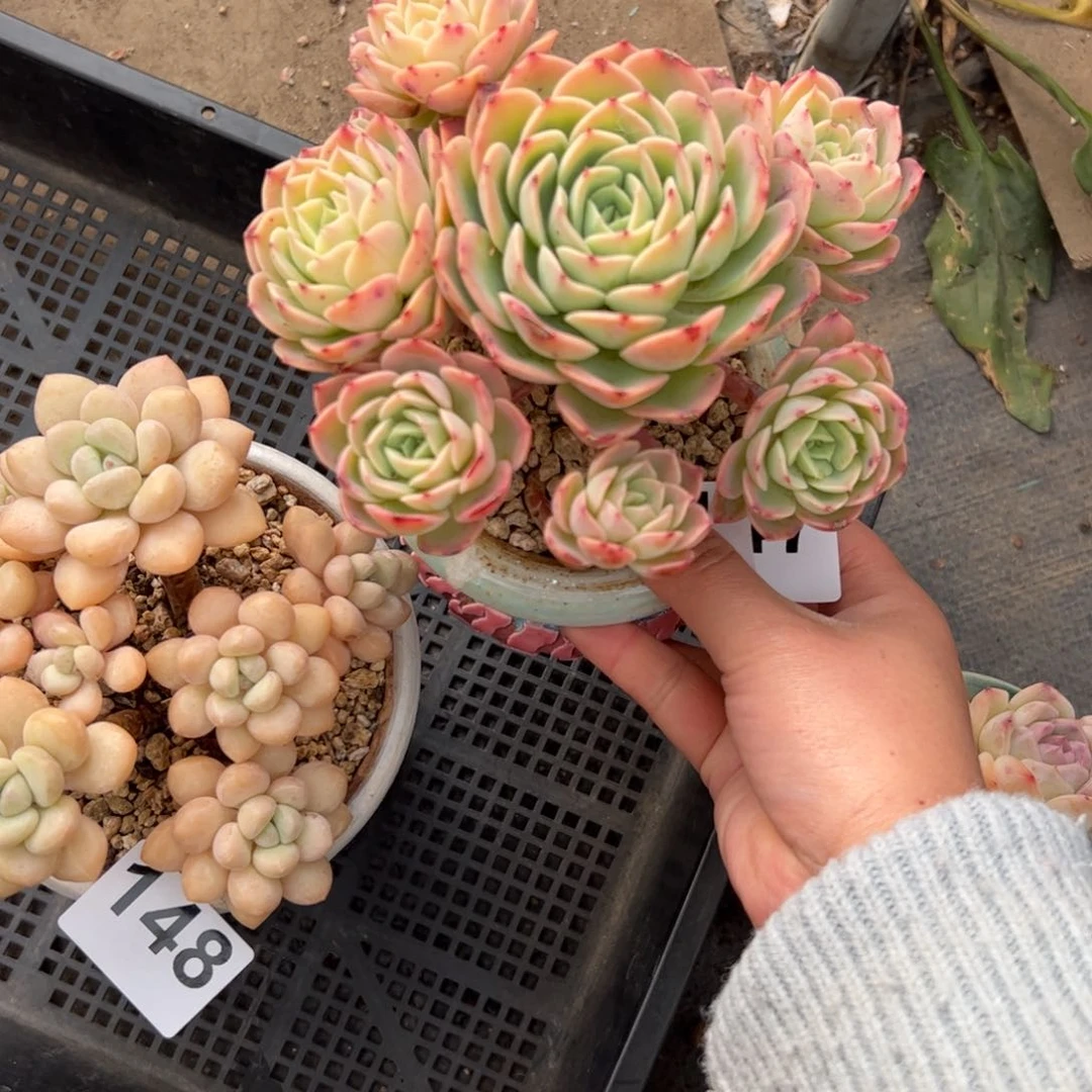 #*147 多肉植物组合盆栽