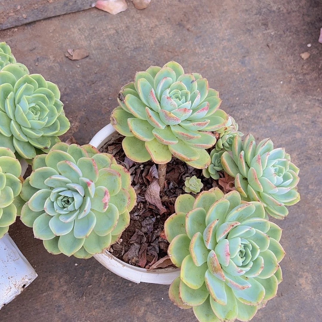 哈密瓜多头大盆群整装