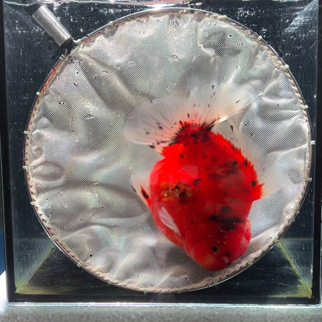 金鱼027。  999999999999