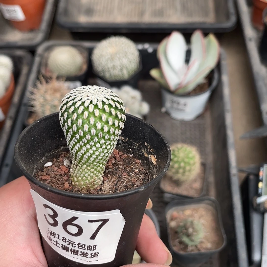 367白蝎子（满18包邮）