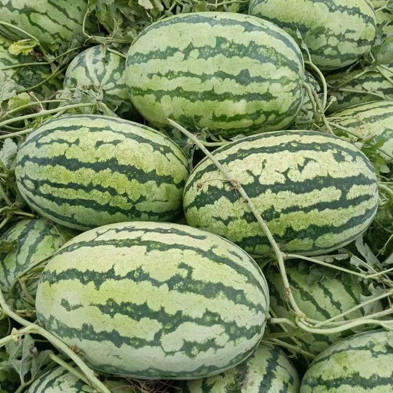 【全店满8包包邮】懒汉瓜王种子