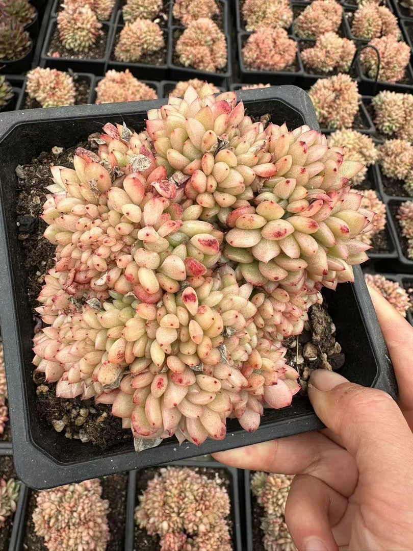 15#大油物缀化 多肉植物  前男友精品多肉