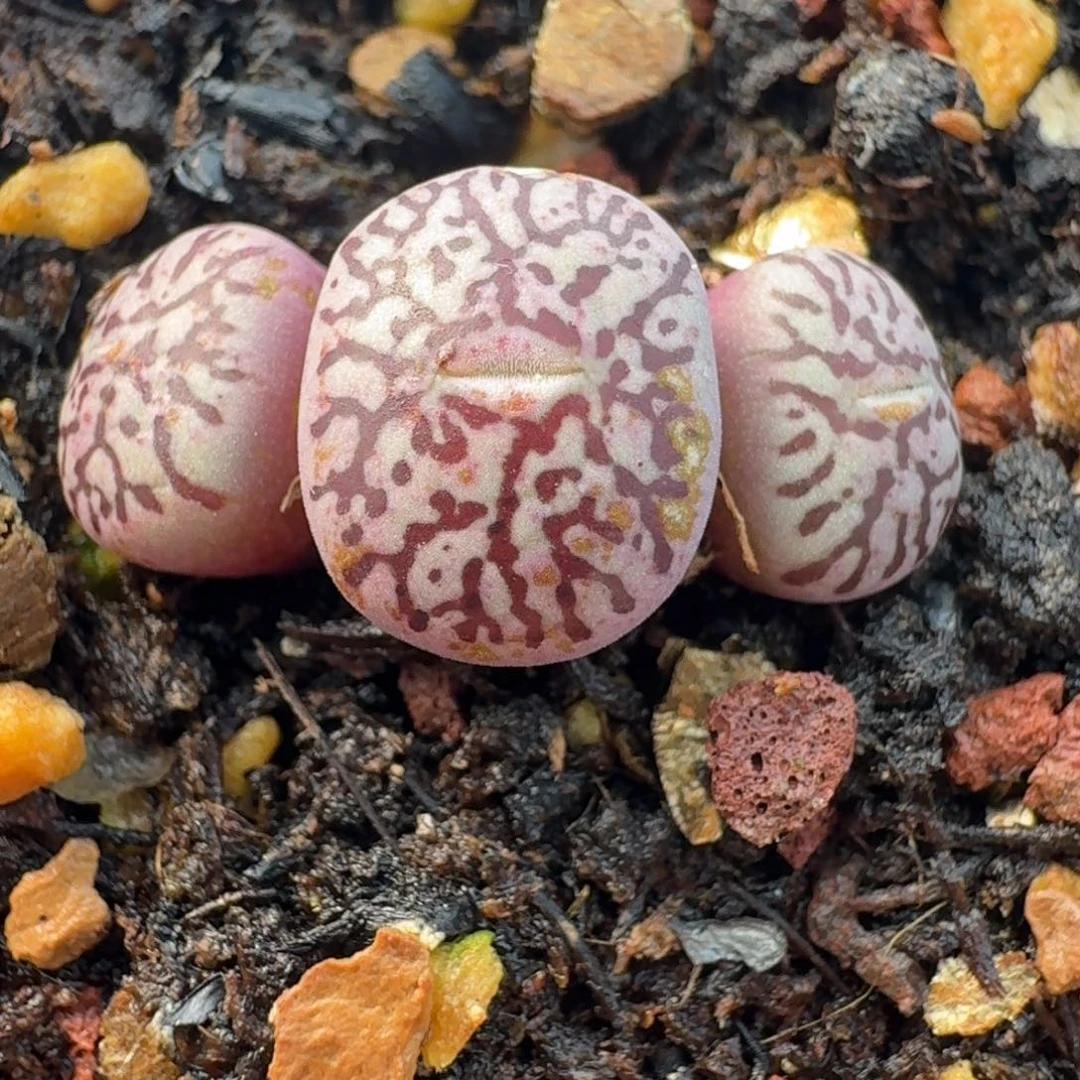 1064带盆统摸摸摸摸我呀