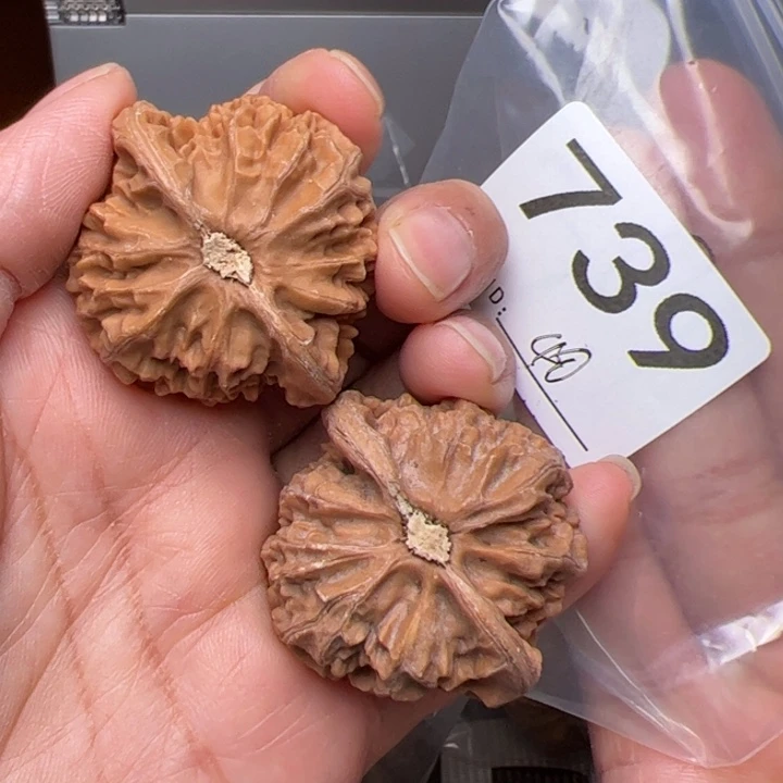 核桃全品宫灯40尺739