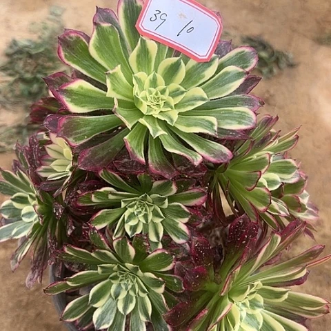 多肉植物天和39号