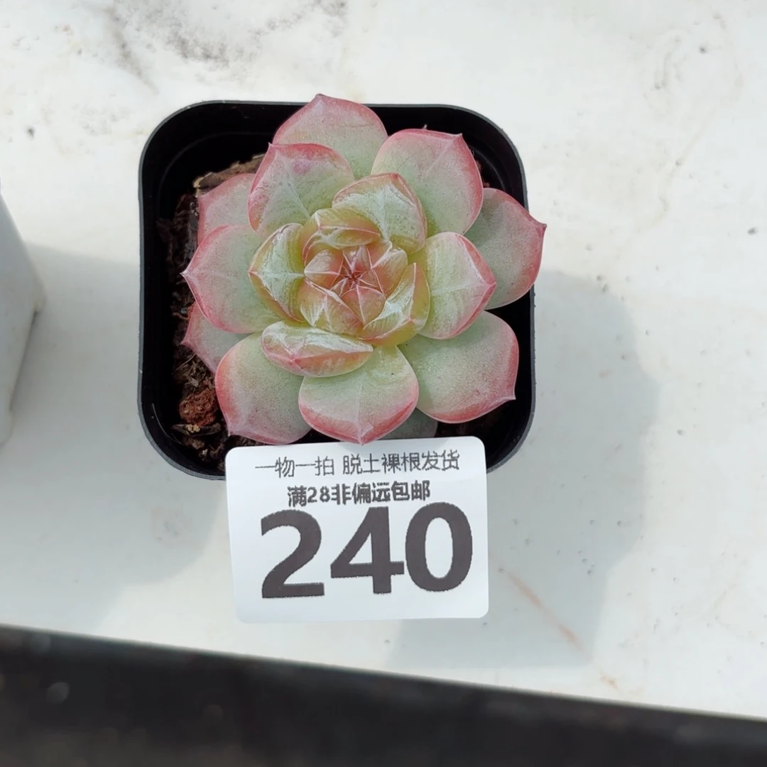 柠檬珍妮单头无盆土发货