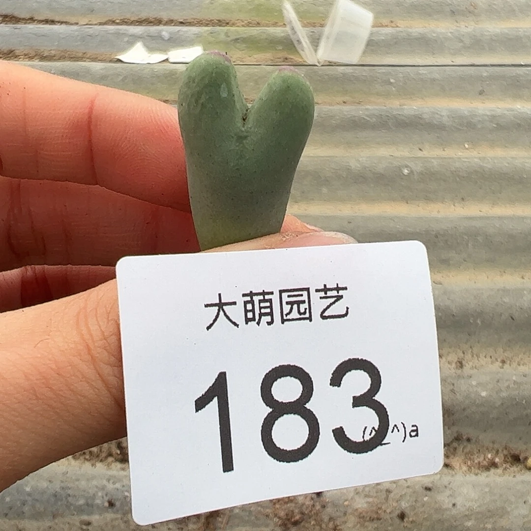 一物一拍            183
