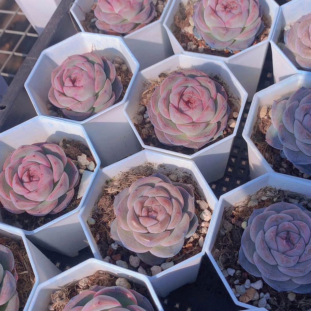 优选红暖3457789000000