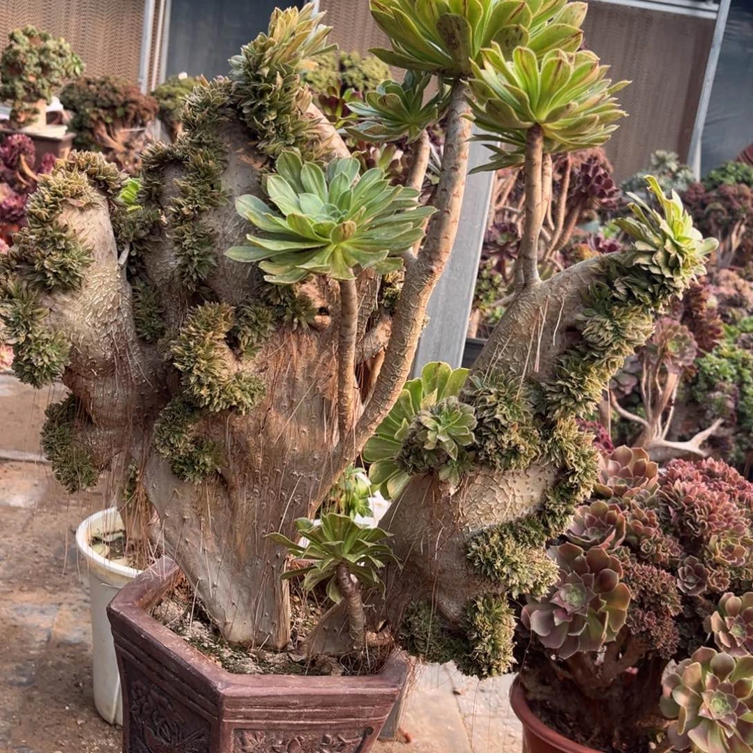 法师精品一物一拍