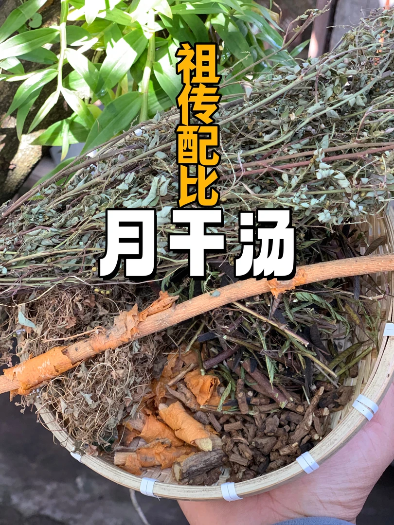 （月干汤）祖传配比穿破石茵陈马蹄金柴胡矮地茶等三个小羊熬水茶