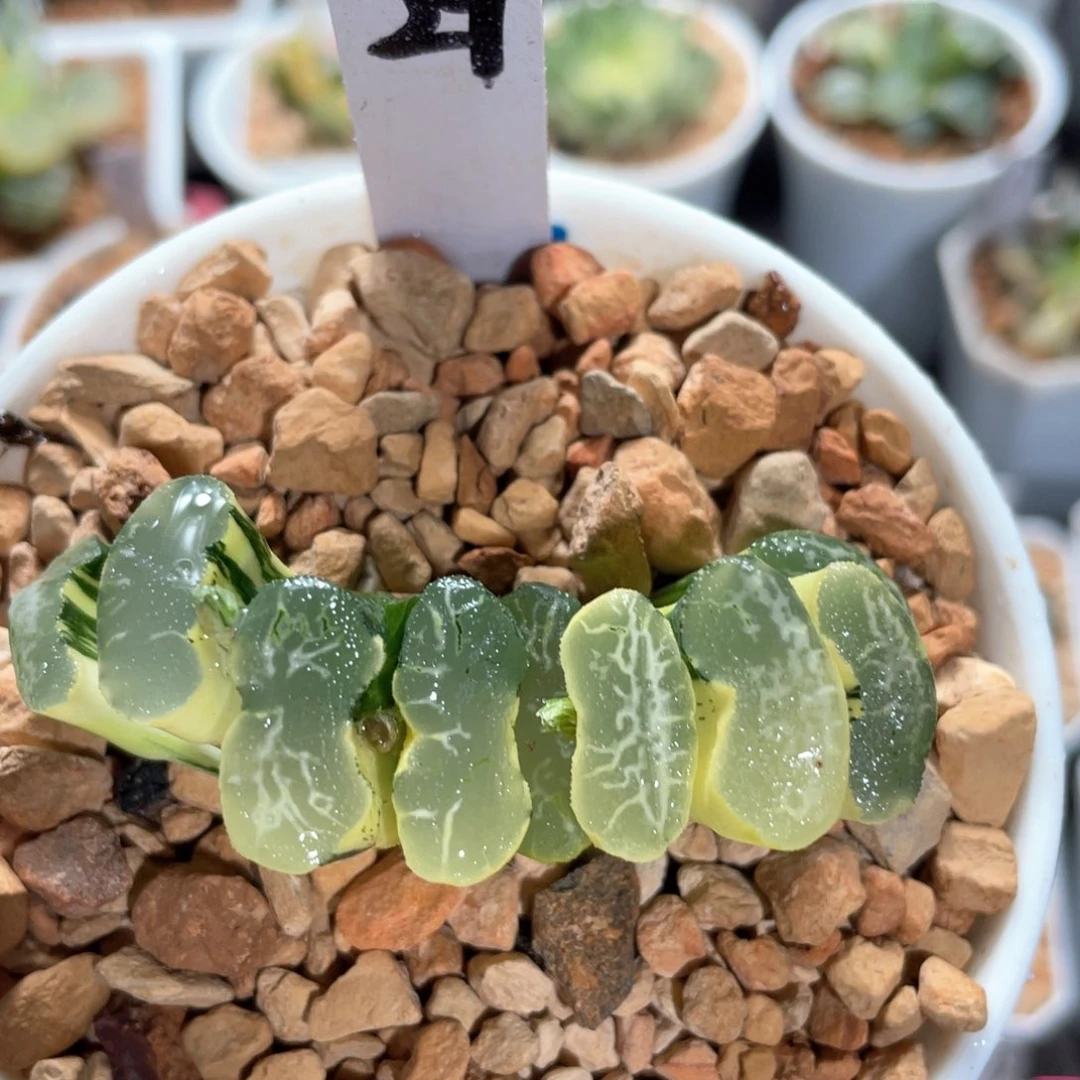 29常乐玉扇锦。