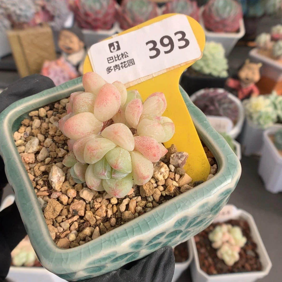 393 粉透冰玉多肉
