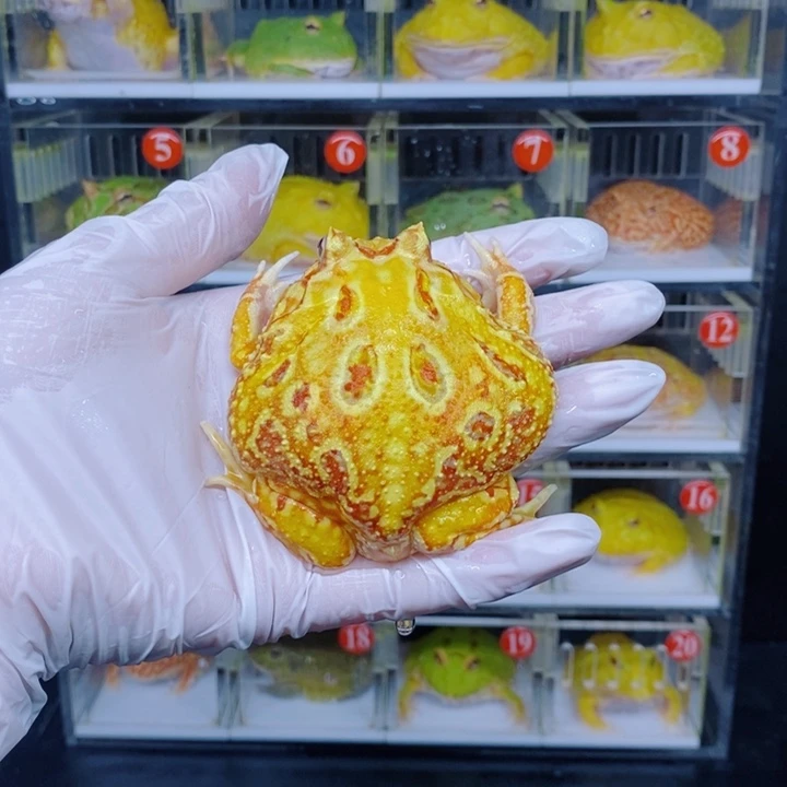 角蛙恭喜发财大吉大利