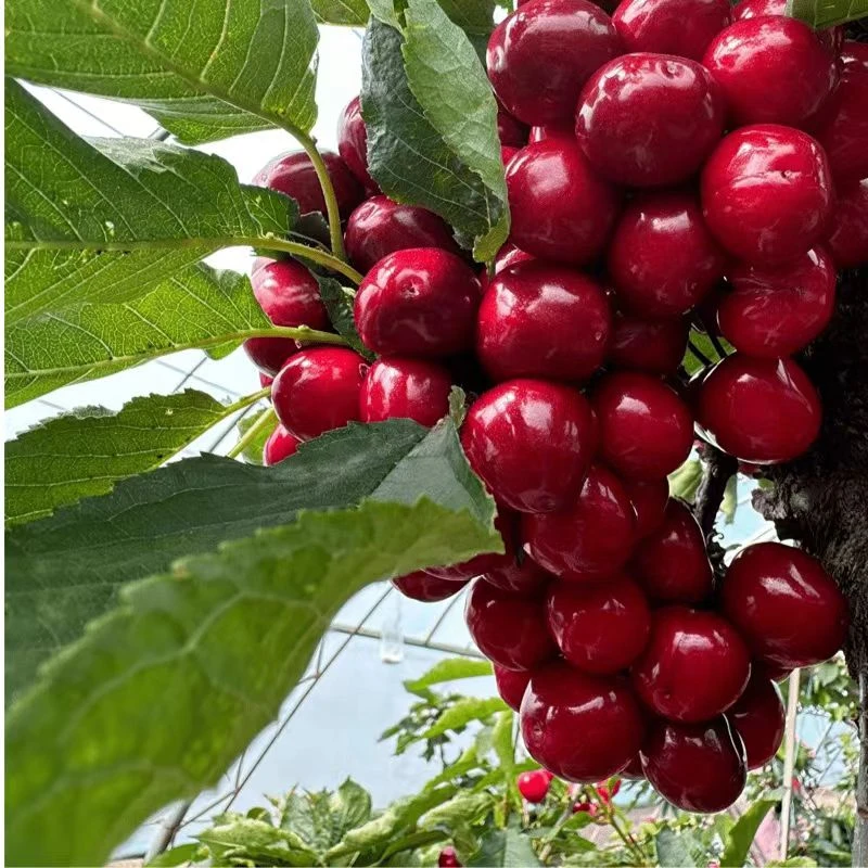甜甜【顺丰速运】山东美早大樱桃现摘现发孕妇水果