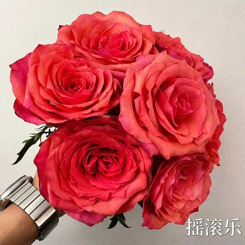 摇滚乐中苗  四季灌木月季