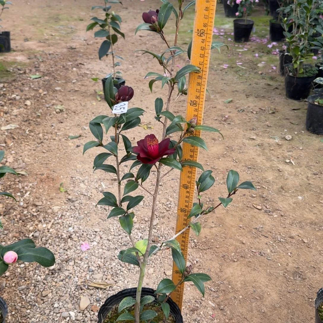 少量花朵（建议范围：2朵-5朵 或40%以下）351黑骑士