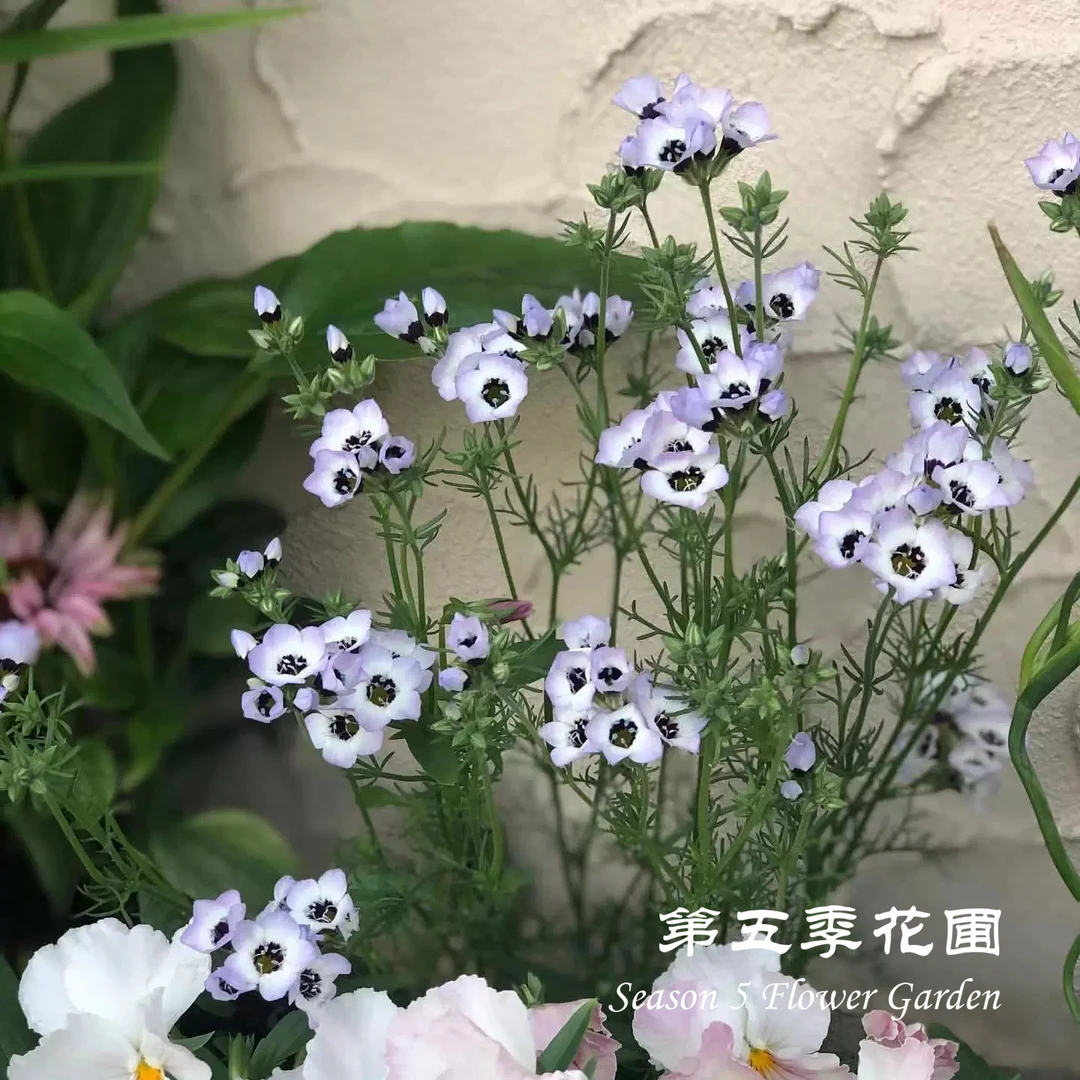 第五季花圃 三色吉利花 三色鸟眼 耐寒春季开花植物 阳台盆栽花苗
