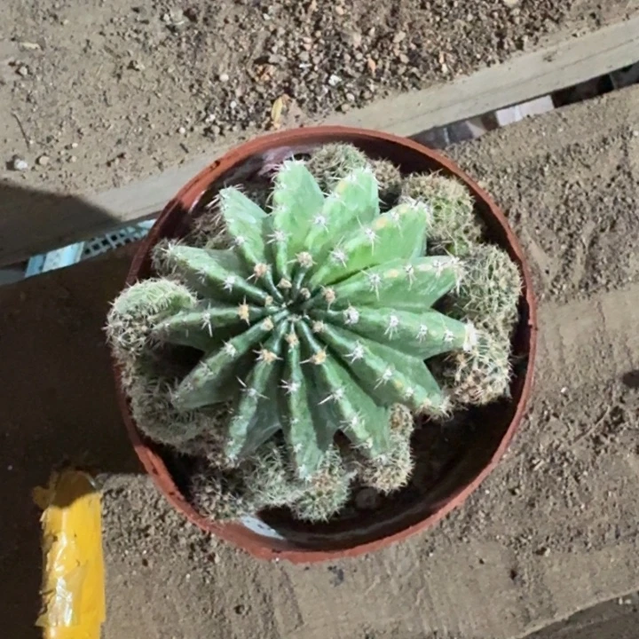 268新品金刚脱土发货掉侧牙无售后，20包邮