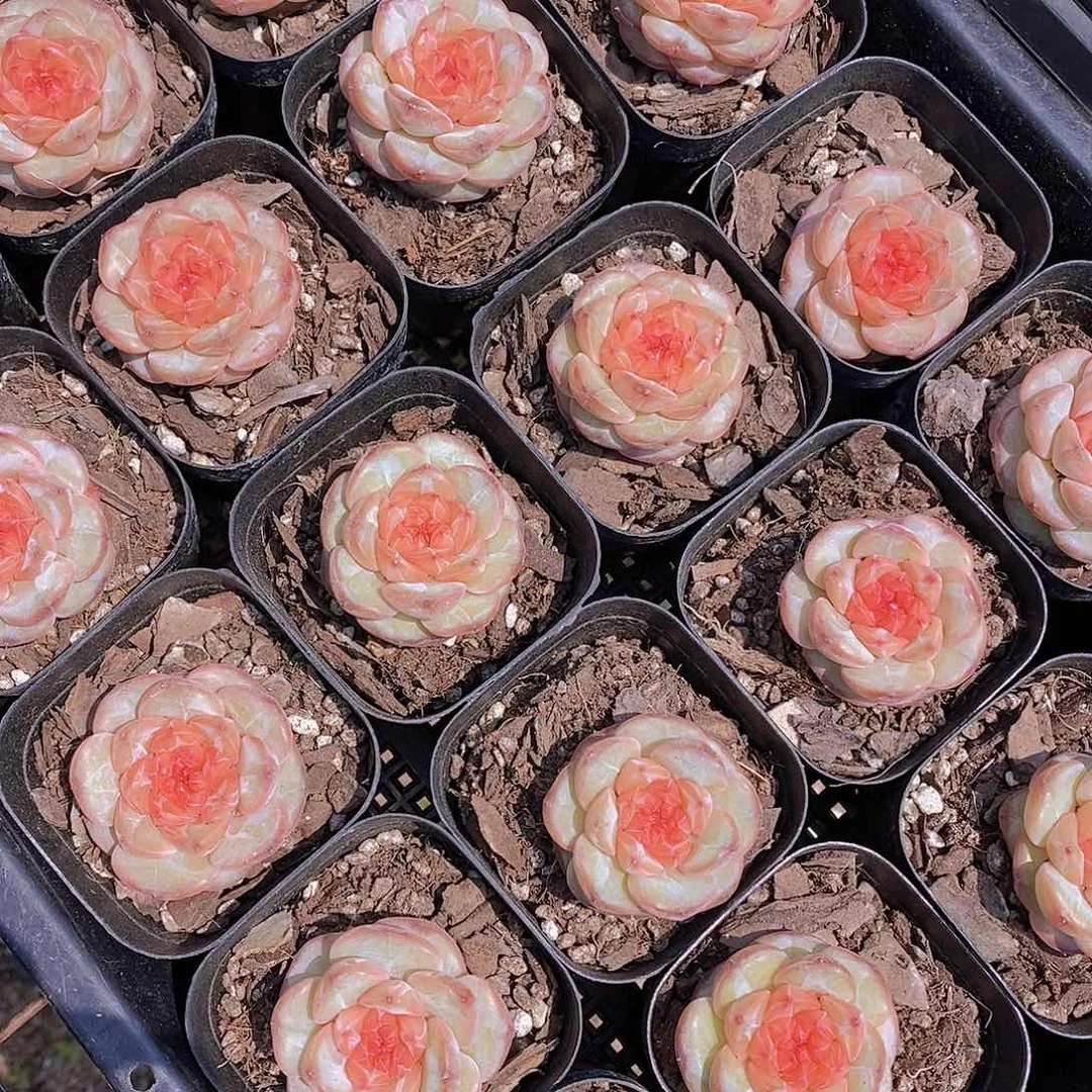 0524- 琉璃单头福利一颗 量拍