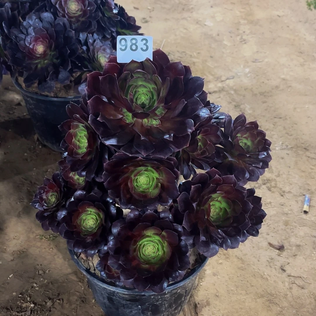 豆**爸多肉植物一物一拍983