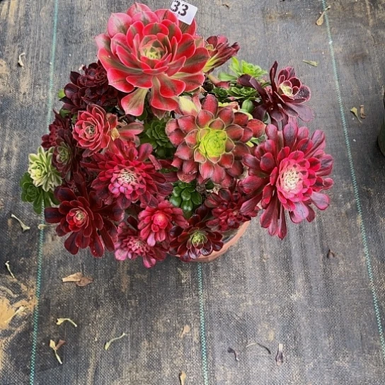 小**事嫁接法师的方法3333