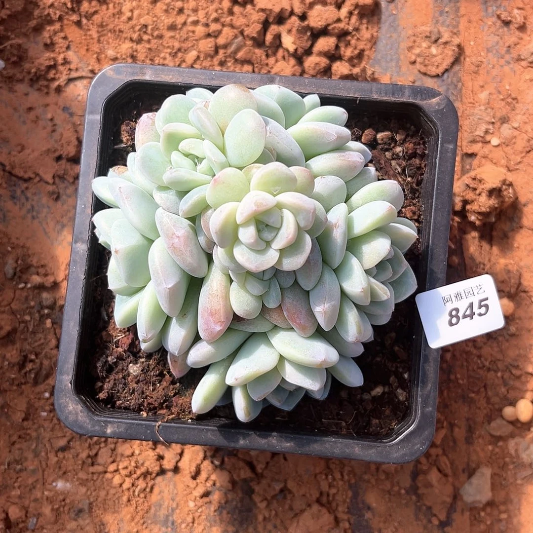 阿雅园艺。         845