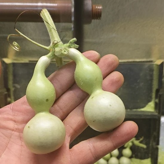 驾***练天津嘴儿咕噜咕噜