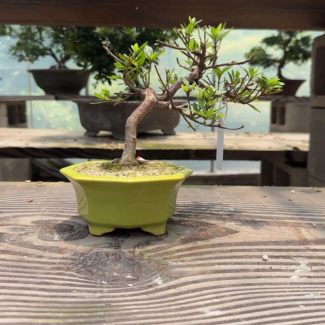 完全开放花卉苗木花卉苗木