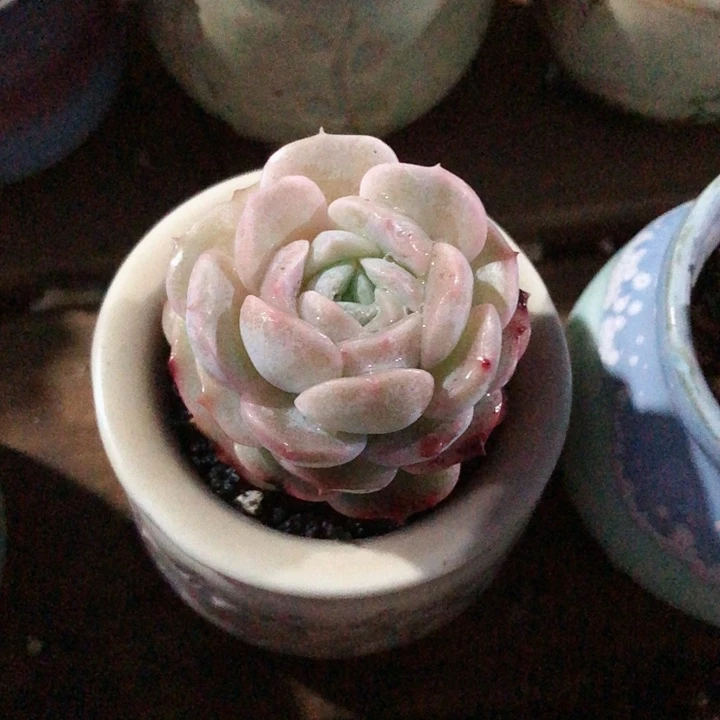 【闪购商品】巧克力带盆