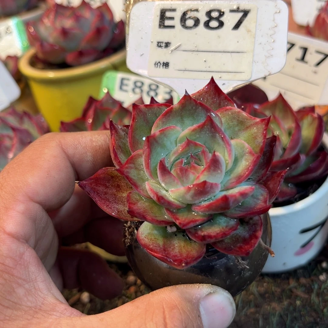 惊鸿一瞥687好多肉