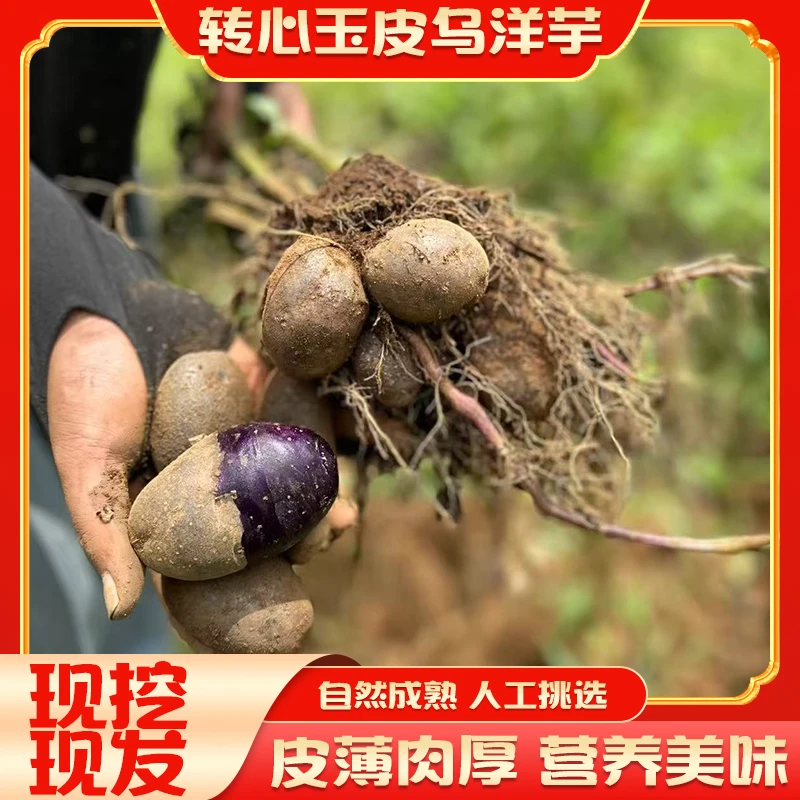 玉皮转心乌洋芋贵州高山紫皮小土豆新鲜现挖应季果蔬基地直发包邮