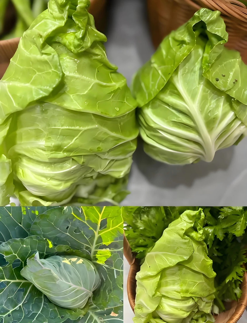 贵州高山（平均海拔2200米）露天自然生长牛心甘蓝 新鲜现摘现发