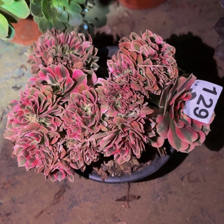 129妖月多肉植物不售后
