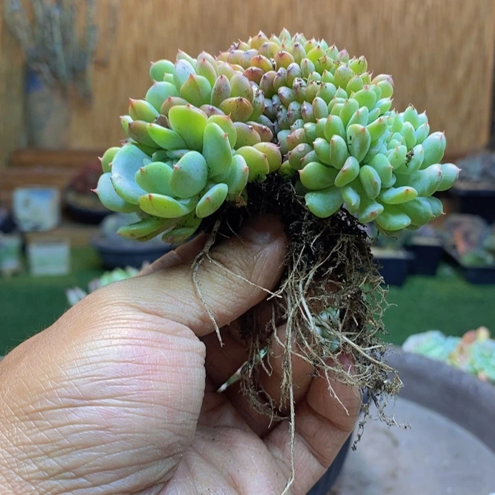 楝***果945 号白胖子多肉植物