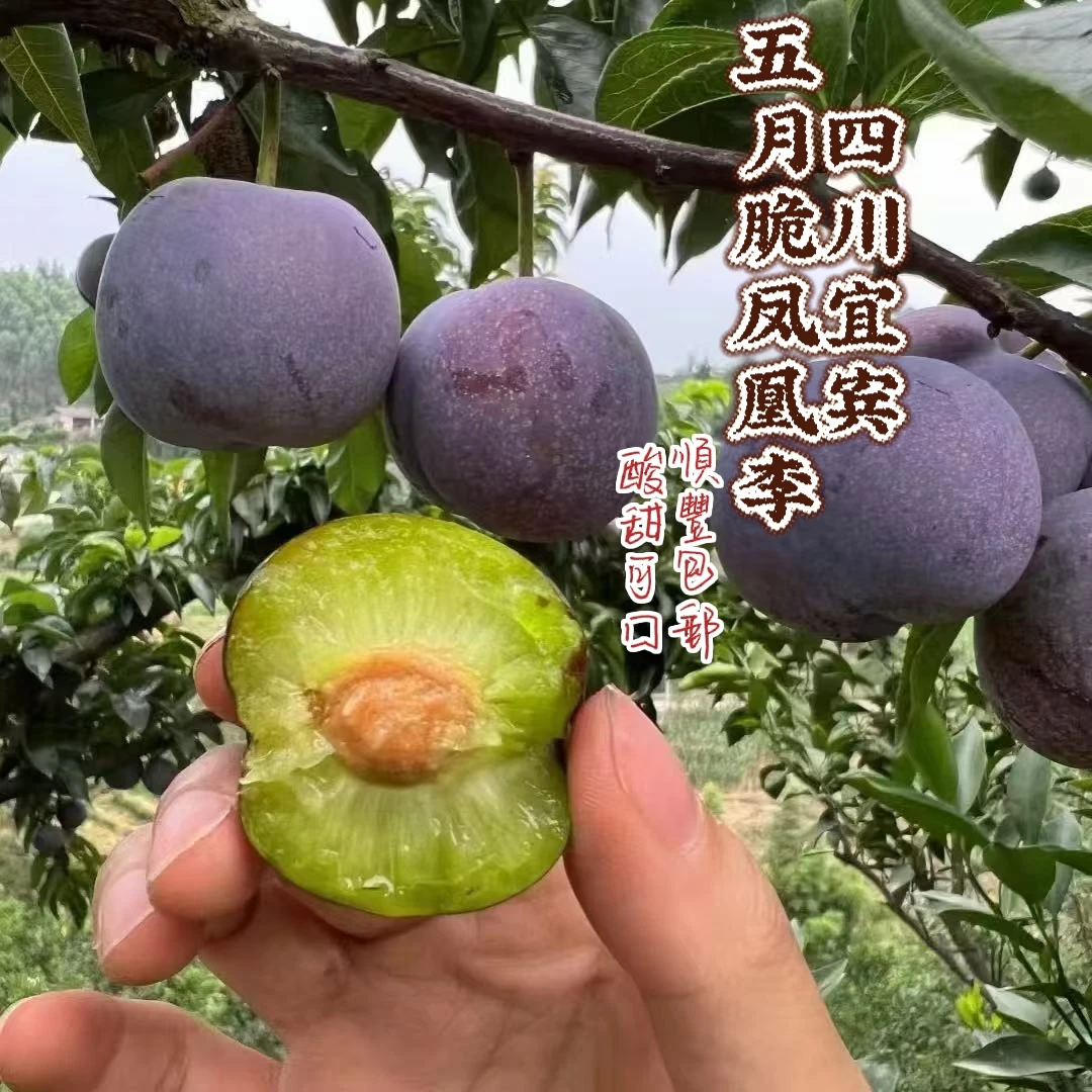 【顺丰包邮】四川五月脆凤凰李现摘新鲜脆红李子当季水果脆甜可口