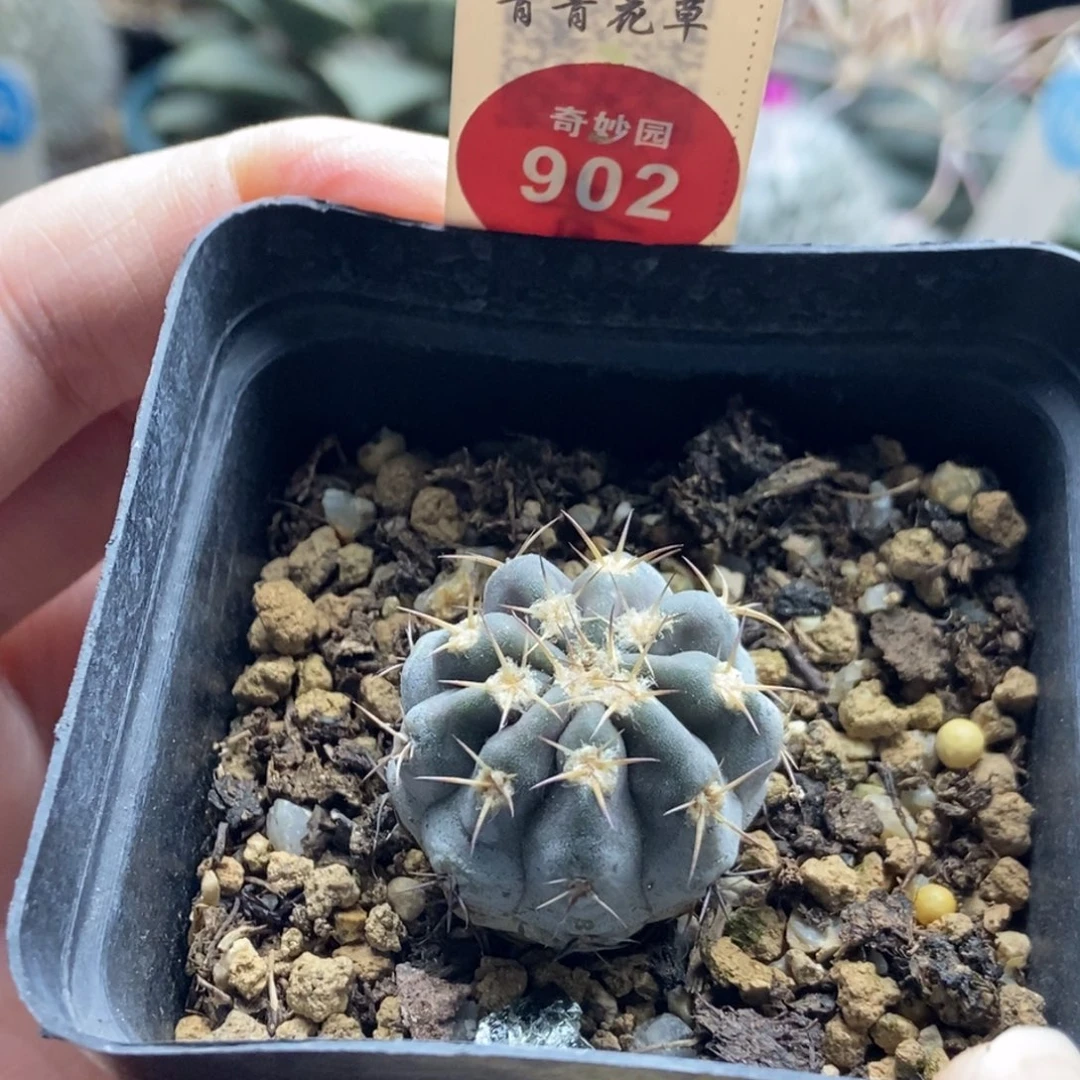 实生上腊阿寒玉2.7cm