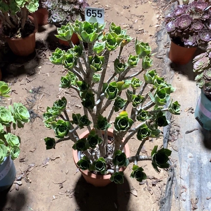 ?**煜法师植物一物一拍