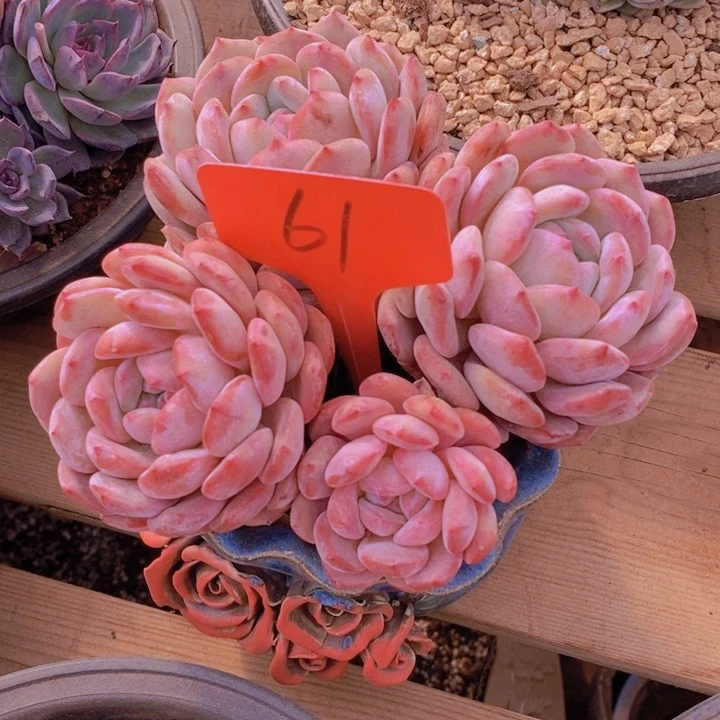 是啊就是想见一会