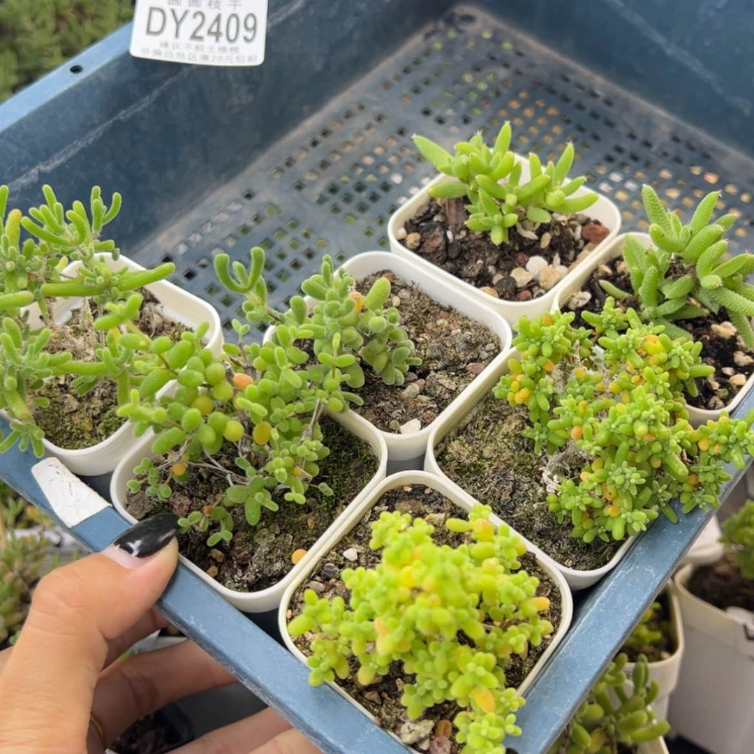 【闪购商品】嘠新手套餐dy2409
