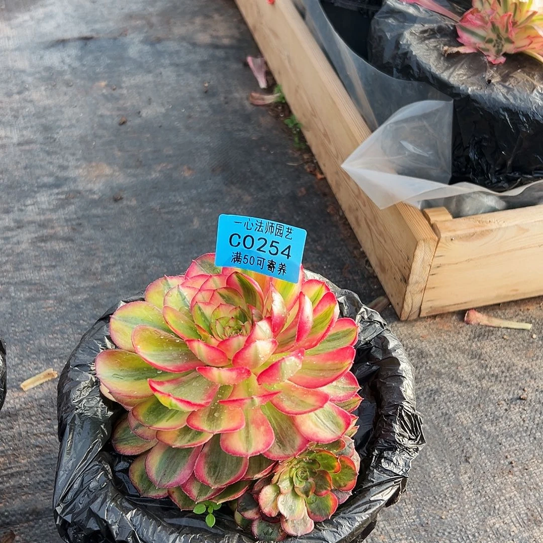 254多肉植物、双色海神