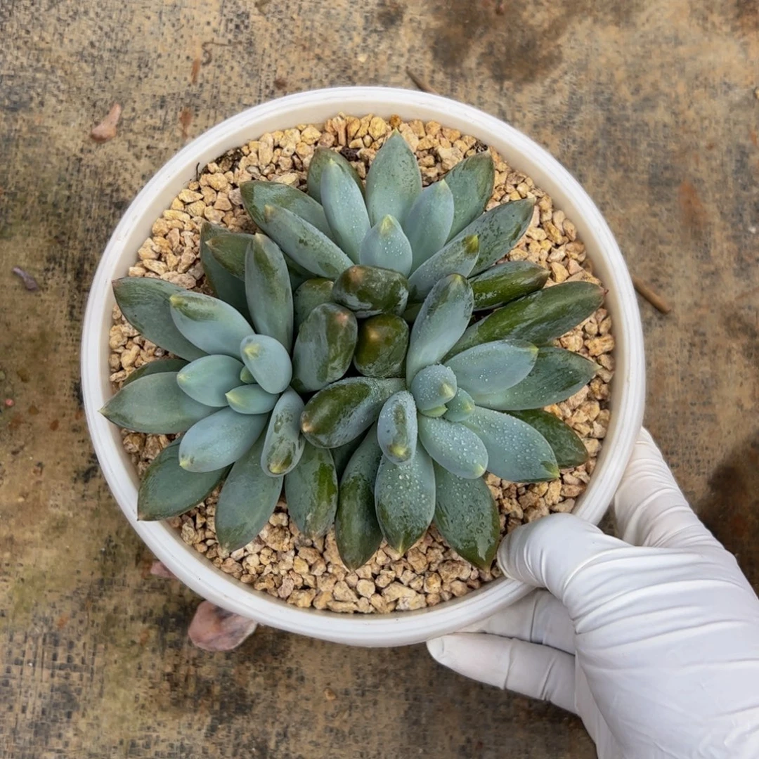 （***）哥特自然群多肉植物