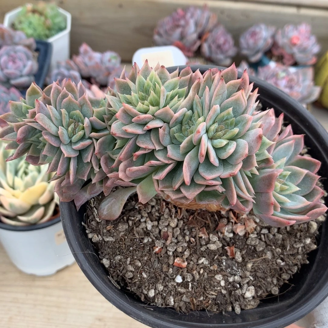 1519冰魄缀化多肉一颗13.5厘米