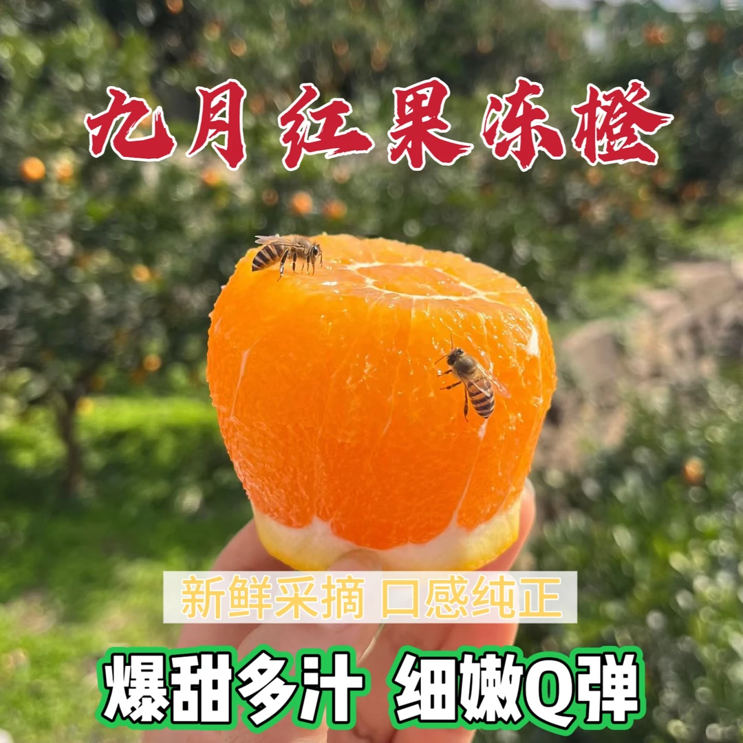 湖北秭归九月红脐橙子新鲜水果孕妇当季新鲜甜橙果冻橙现摘现发