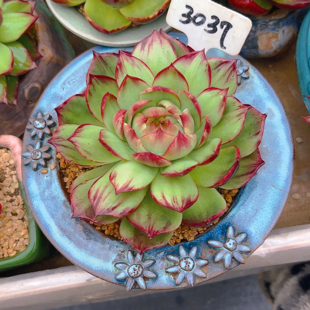 爱****惊鸿仙子一物一拍3037号