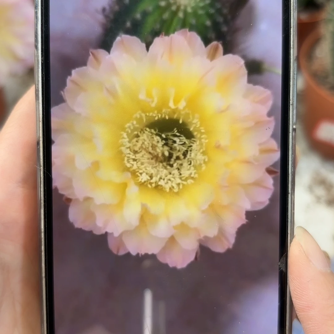彩草青青20号6.5公分