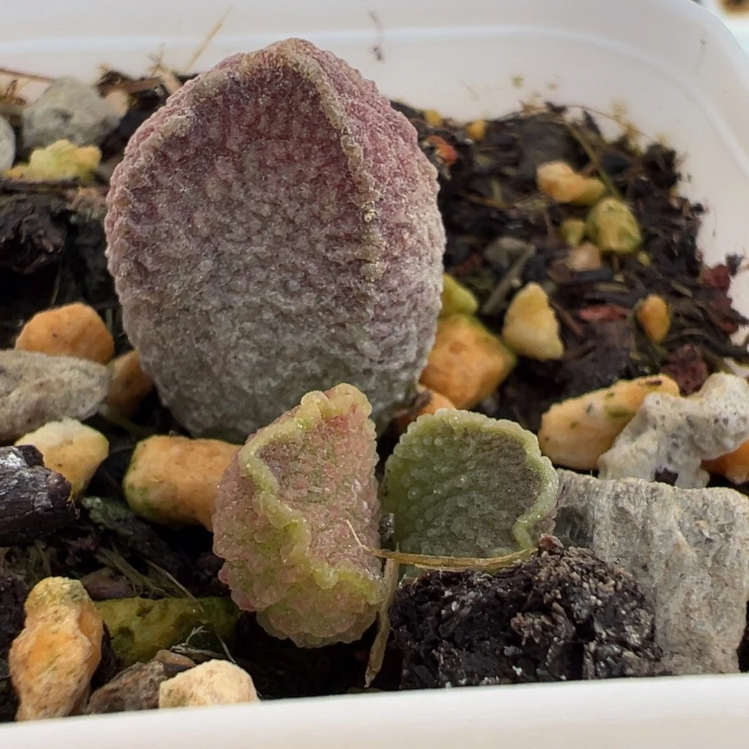 皱边款实生新品大苗