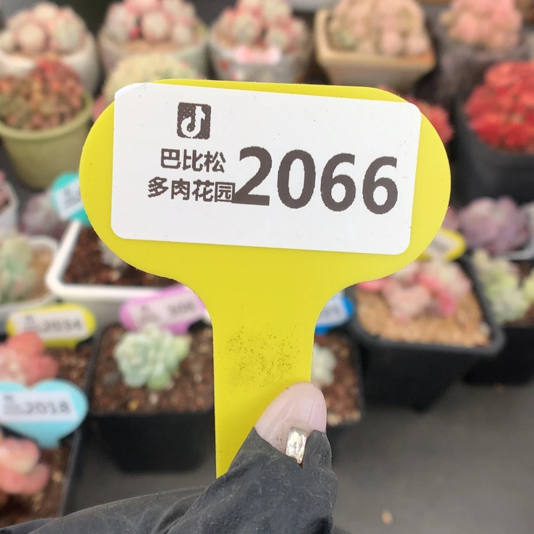 2066 冰玉石化盲盒多肉