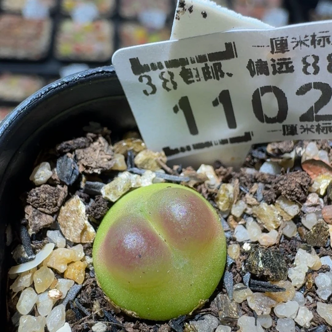 zzzz生石花肉锥1102
