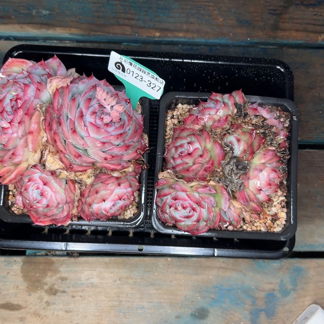 多肉编号0123-327