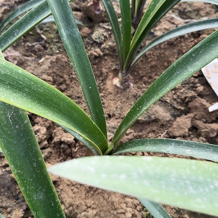 霓见星朱顶红一棵4+